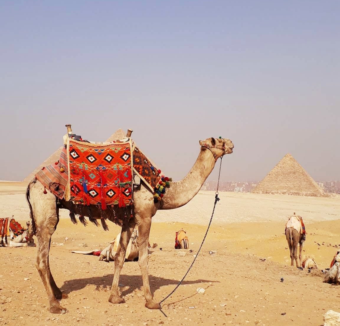 private half-day tour to Giza pyramids with camel ride